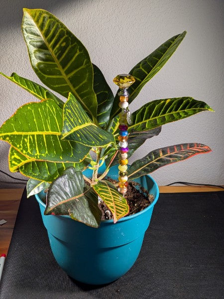 Nana's Plant Pretties™ -- 11-inch gold top with gorgeous croton plant